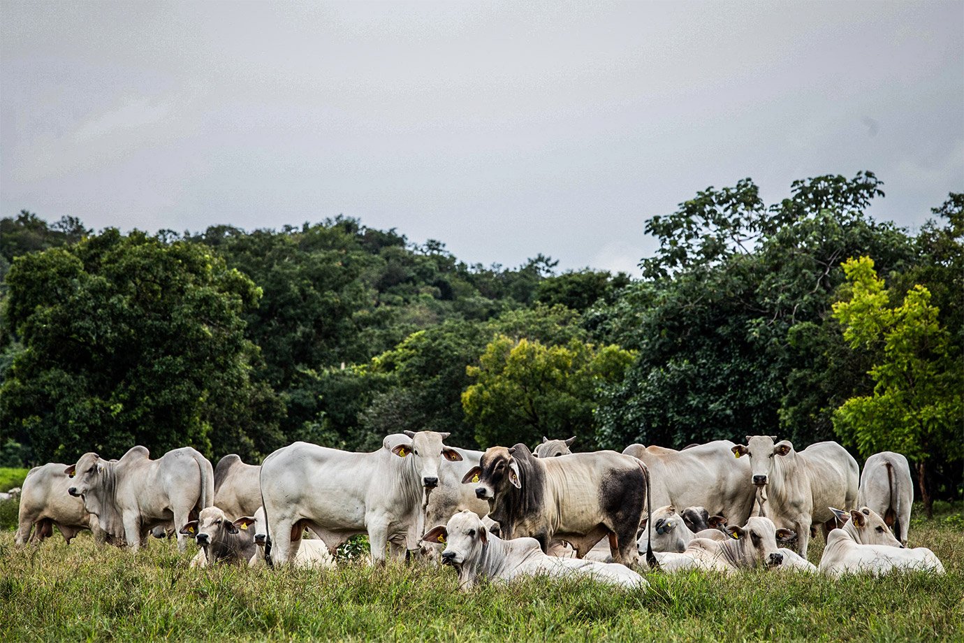 Com mais tecnologia, a indústria de alimentos está destravando nós logísticos