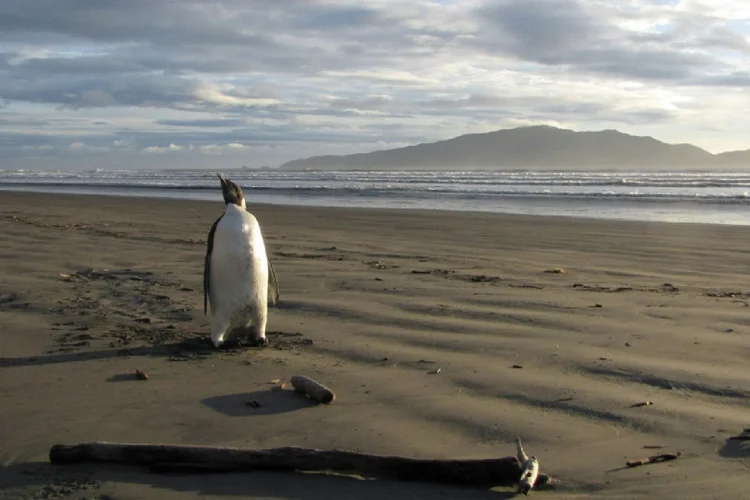 Mudanças climáticas: um pinguim-imperador na Nova Zelândia em 20 de junho de 2011 (Marlowe Hood/AFP)