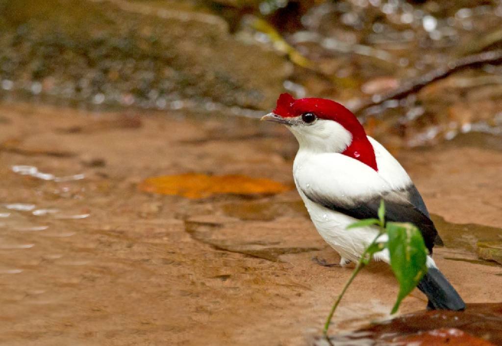 Fauna brasileira tem 364 espécies criticamente em perigo de extinção; veja lista