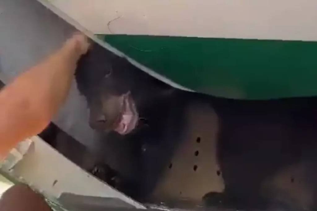 Urso solto em compartimento de bagagens de avião atrasa decolagem em Dubai