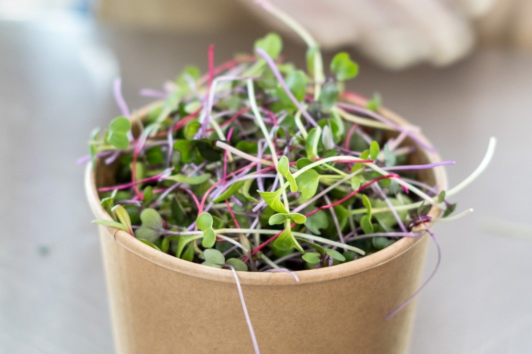 Cultivados na cidade e em pouco espaço, microverdes são até 40 vezes mais nutritivos que verduras