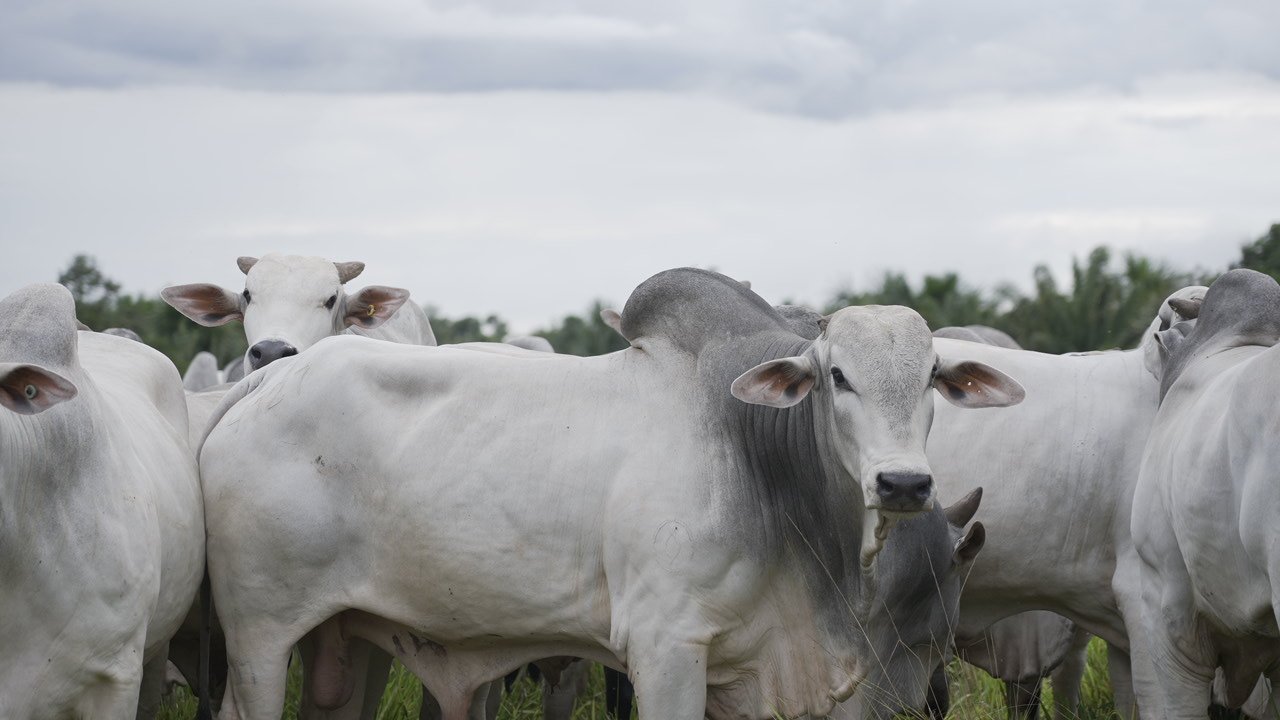 Como a maior produtora de hambúrgueres do mundo se tornou precursora em pecuária sustentável