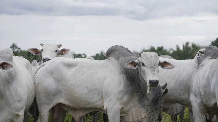 Programa Marfrig Verde+: investimento de R$ 500 milhões para garantir uma cadeia sustentável e o rastreamento do gado, da criação ao abate (MARFRIG/Divulgação)