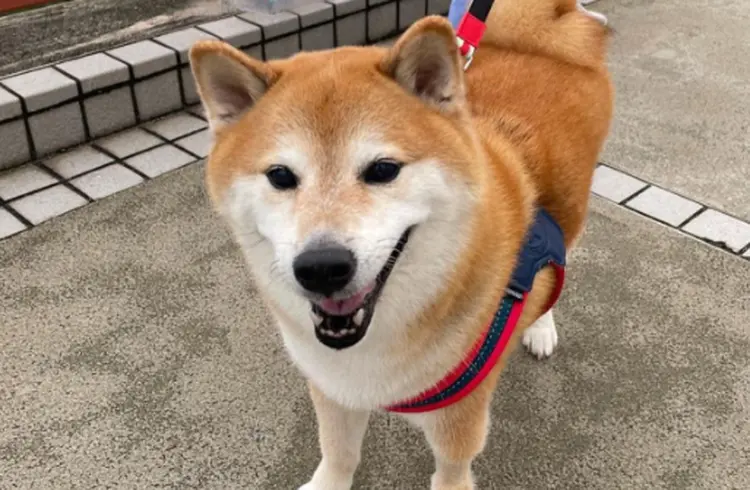 Conhecido como Ball Ball, cachorro da raça Shiba Inu inspirou memes e criptomoedas (Reprodução/Reprodução)