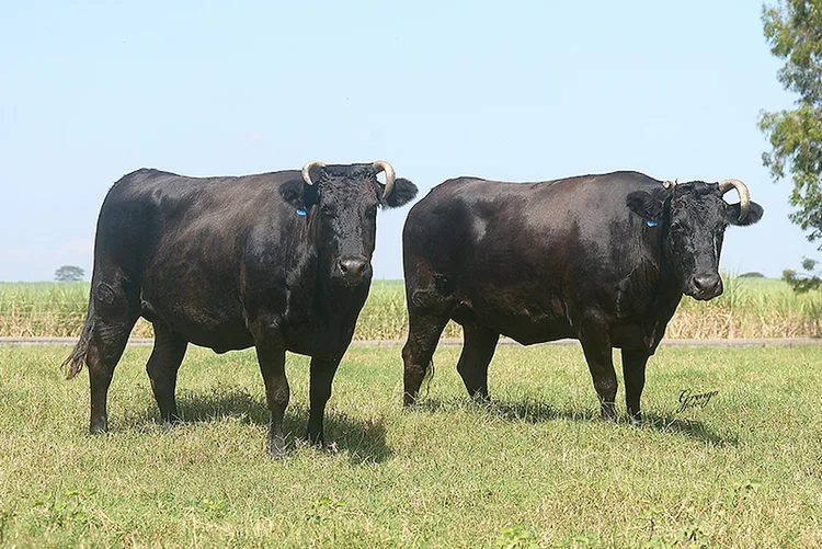 Wagyu (Associação Brasileira dos Criadores de Bovinos das Raças Wagyu/Divulgação)