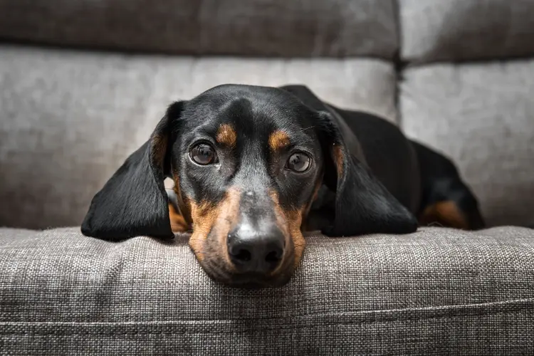 Cachorro: animal tende a rejeitar medicamento por não estar acostumado a ingeri-lo (Katerina Sergeevna/Getty Images)