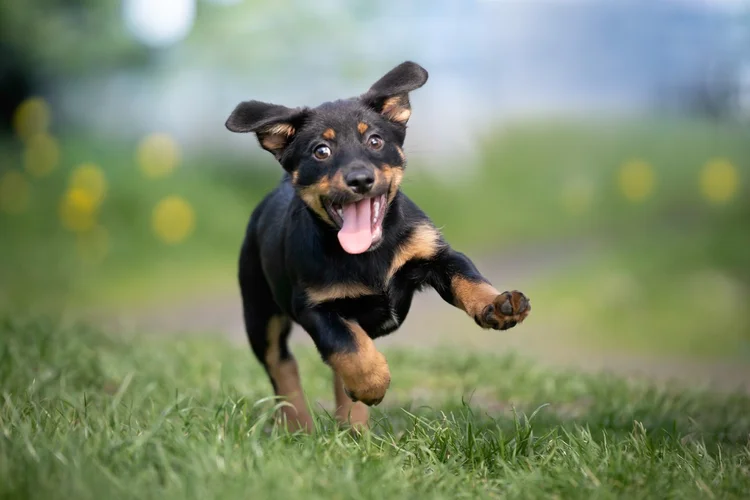 Cachorro: animais tendem a reagir mal a alguns alimentos  (Anita Kot/Getty Images)