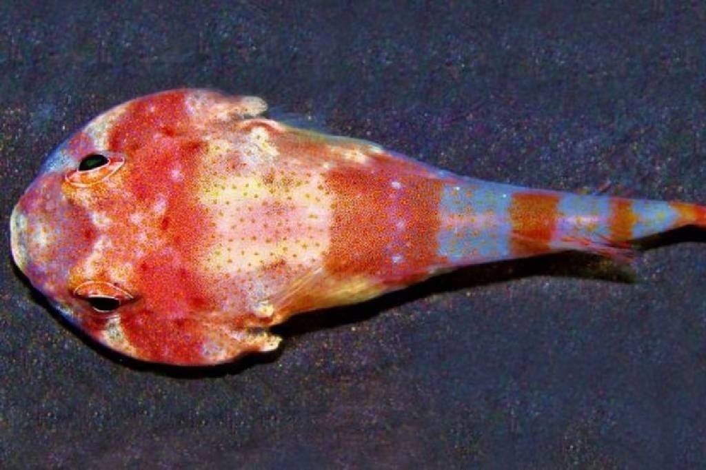 Nova espécie de peixe é descoberta perto de uma das ilhas mais distantes da costa brasileira