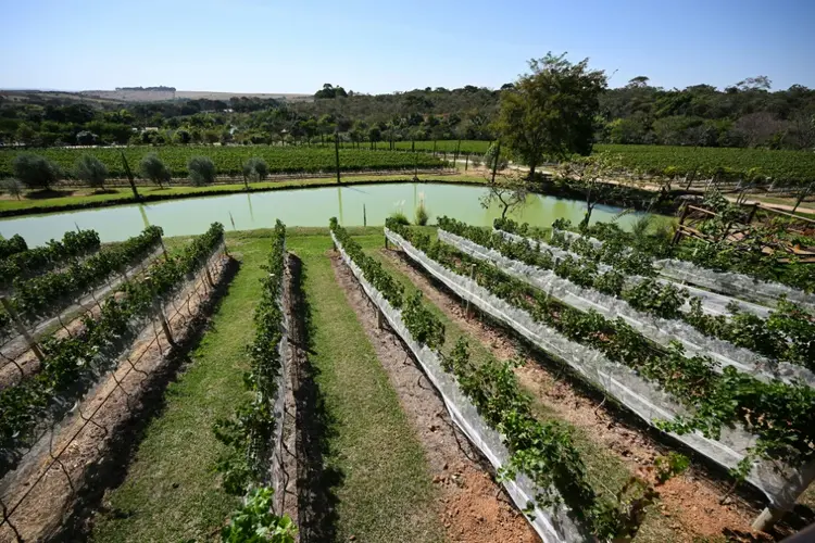 Vista de um vinhedo na vinícola Villa Triacca em Paranoá, área rural localizada a 100 km do centro de Brasília. (AFP/AFP)