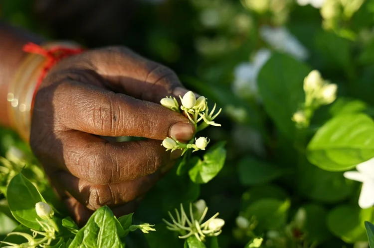 Uma coletora de flores de jasmim em uma camp de Madurai, na Índia. (AFP/AFP)