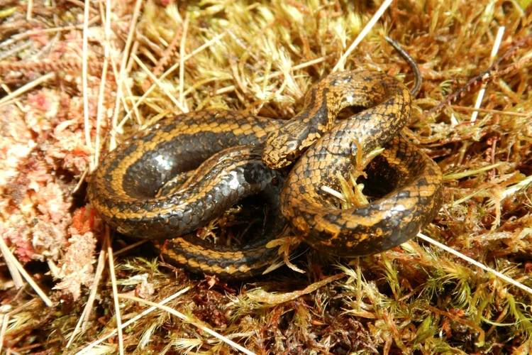 A cobra foi descoberta em maio de 2022 durante uma expedição liderada pelo biólogo teuto-americano Edgar Lehr (AFP/AFP)