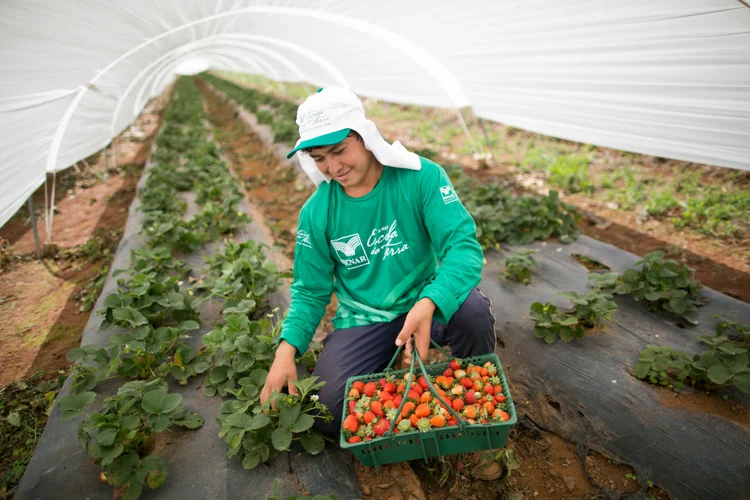 PIB do Agro: No primeiro semestre do ano, o ramo agrícola acumula um avanço de 0,84% no PIB (Wenderson Araujo/Trilux/Sistema Senar-CNA/Divulgação)