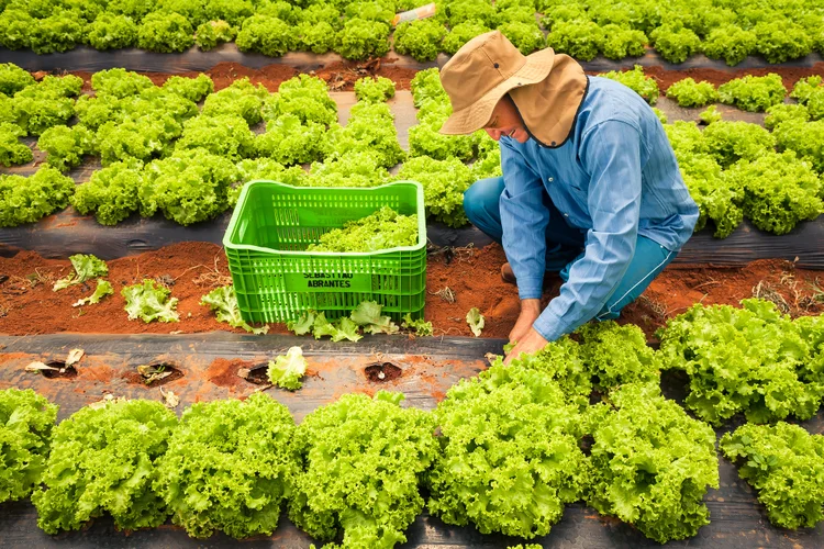 De acordo com a Contag, cerca de 15 milhões de pessoas constituem renda por meio da agricultura familiar (Wenderson Araujo/Trilux/Sistema Senar-CNA/Divulgação)