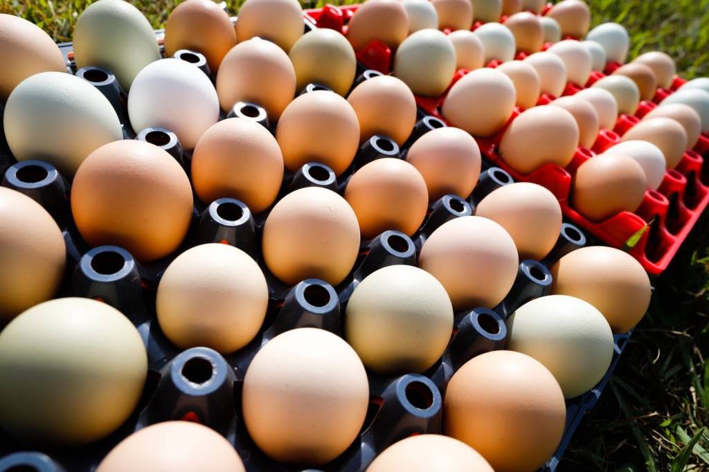 Exportações de ovos cresce 168% em 2023 e atinge US$ 63,2 milhões de receita