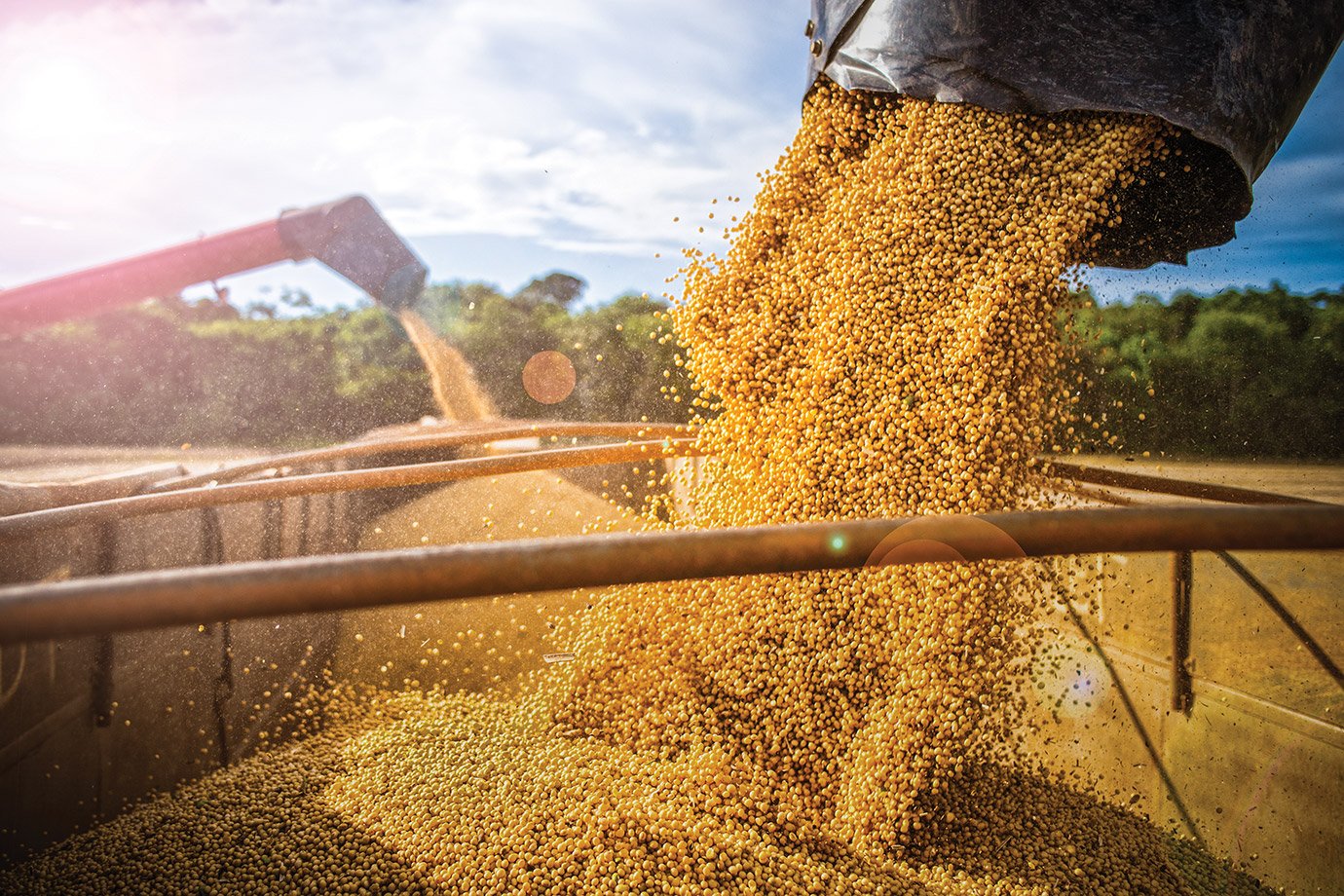 Plantação de soja no Mato Grosso: a colheita de grãos cresceu 577% em 50 anos