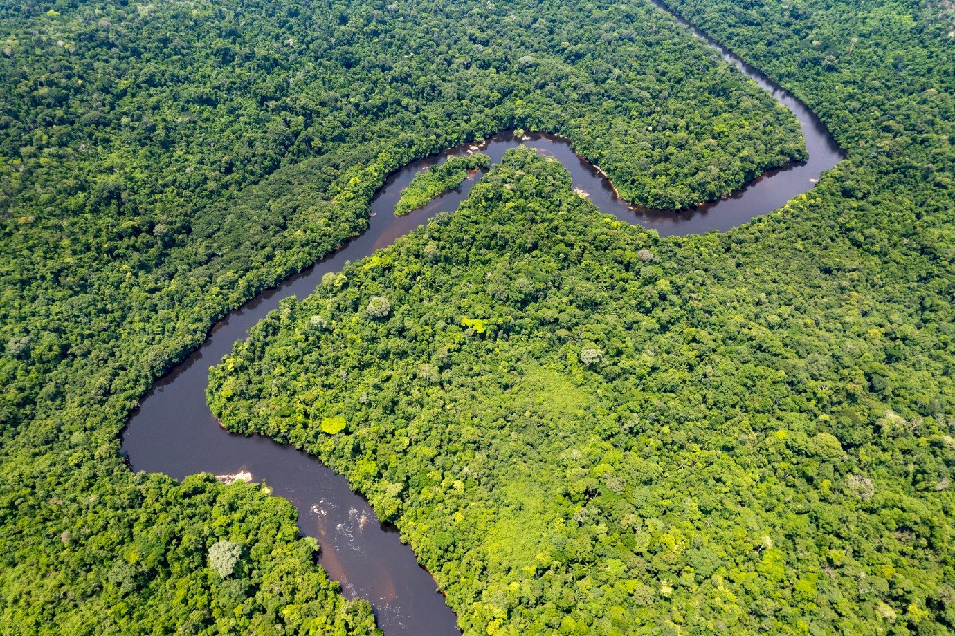 Recuperar florestas na Amazônia é a maneira mais barata de salvar o clima