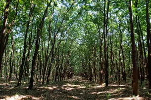 Área antes submersa em represa na Ucrânia vira floresta após colapso causado por guerra