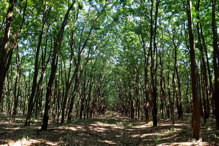 Ativos florestais: Fundos de investimento também são alternativas para acesso de investidores ao retorno de ativos florestais (Mariana Grilli/Exame)