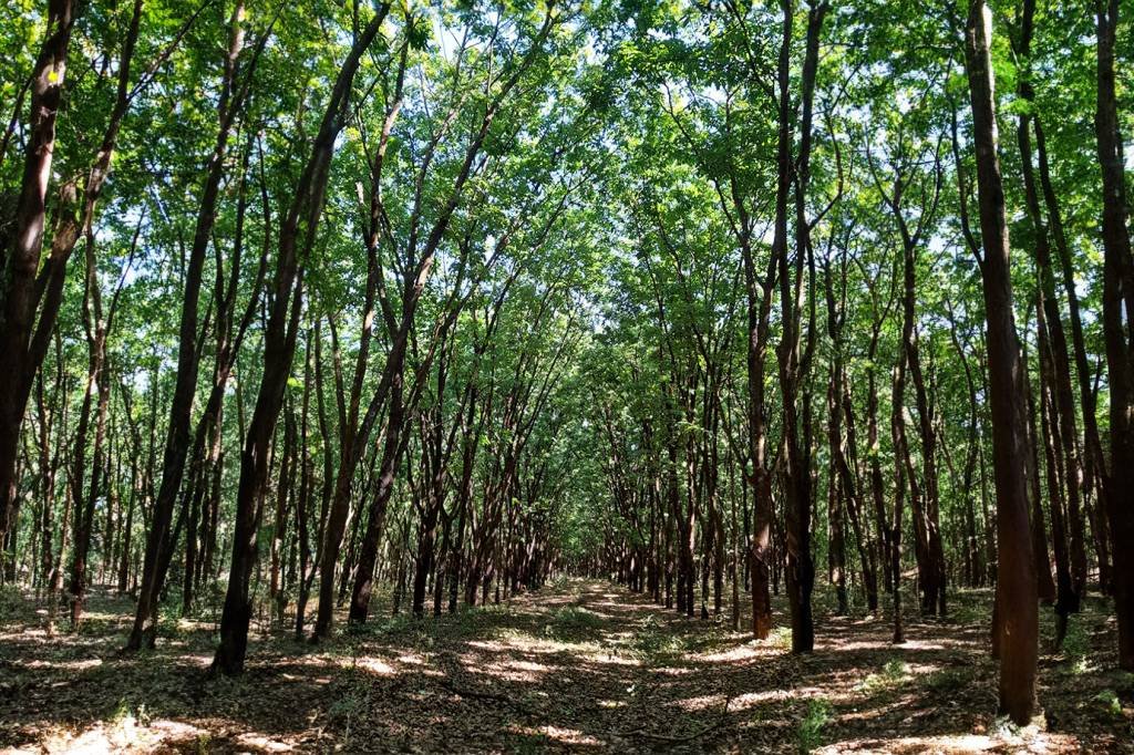 Floresta de seringueira no município de Colômbia, SP  (Mariana Grilli/Exame)