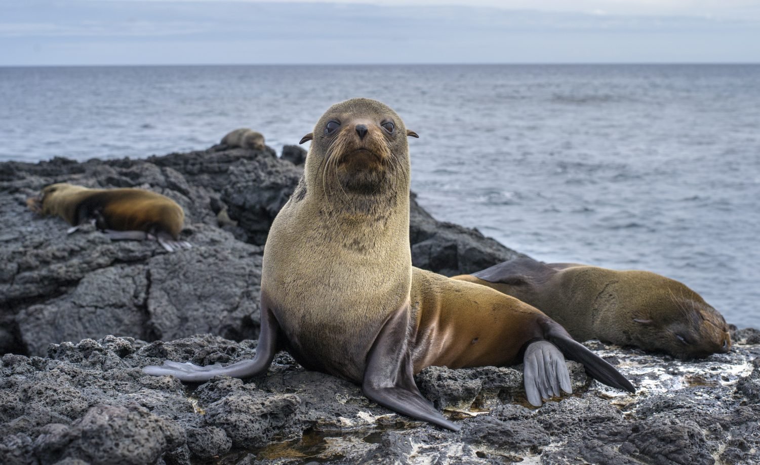 Uruguai confirma 1º caso de gripe aviária em lobos-marinhos