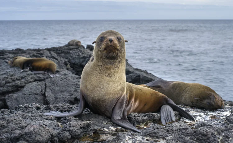 Na vizinha Argentina, uma epidemia de gripe aviária na longa costa atlântica já custou a vida de uma centena de lobos-marinhos (Divulgação/Getty Images)