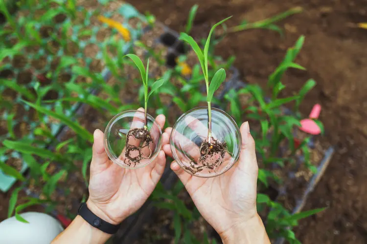 Tecnologia aplicada à agricultura deve gerar um salto na qualidade de vida da população (Qi Yang/Getty Images)