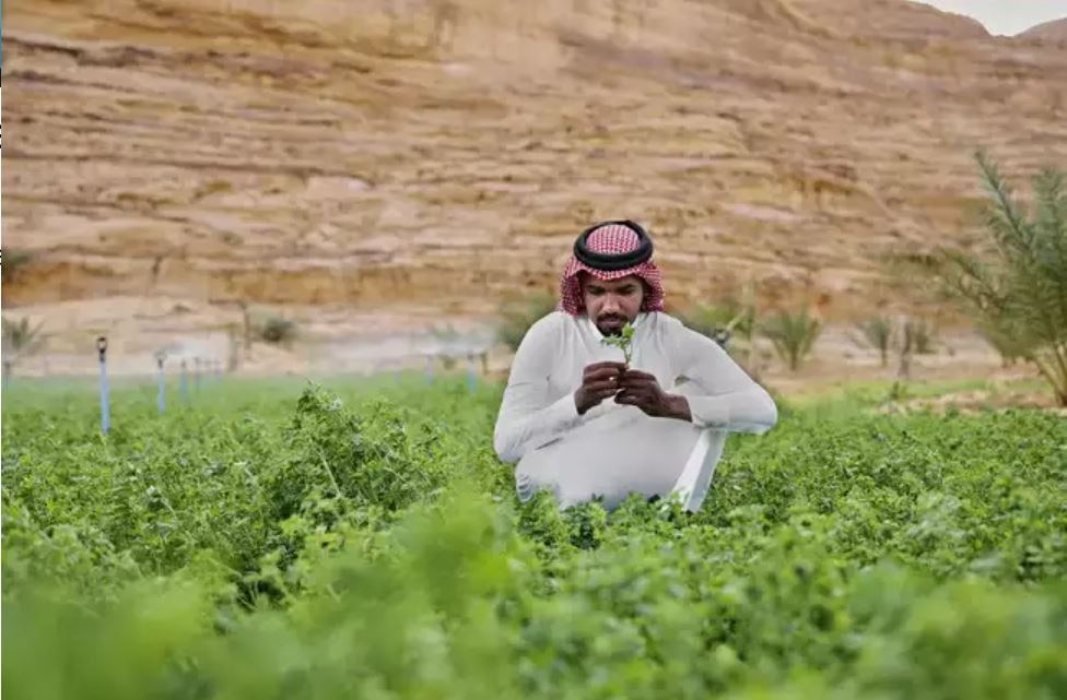 OPINIÃO: Emirados Árabes podem se posicionar como potência agro e alimentar?