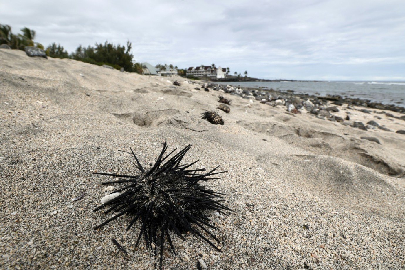 Seis bilhões de toneladas de areia são extraídas dos oceanos todos os anos, alerta ONU