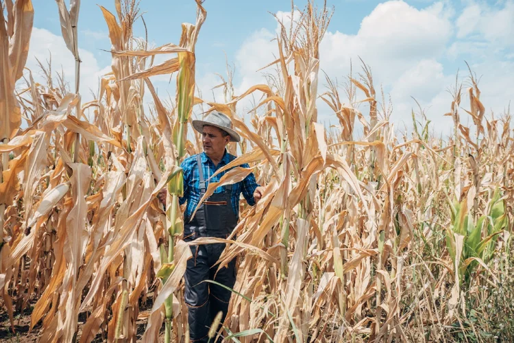 Clima: muitos produtores sofreram com a estiagem prolongada ou excesso de chuvas (Nes/Getty Images)