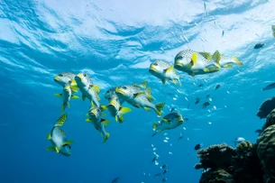 Peixes no espaço? Projeto quer levar o alimento para astronautas na Lua e gerar menos lixo