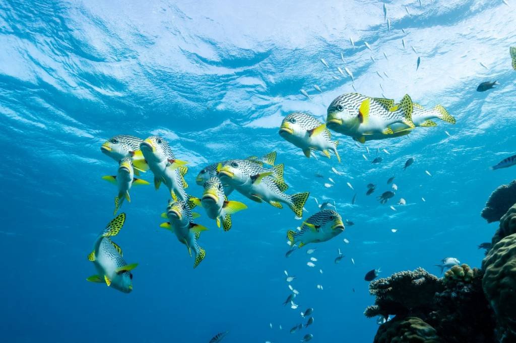 Mudanças climáticas causam perda do hábitat dos grandes peixes, principais predadores do oceano