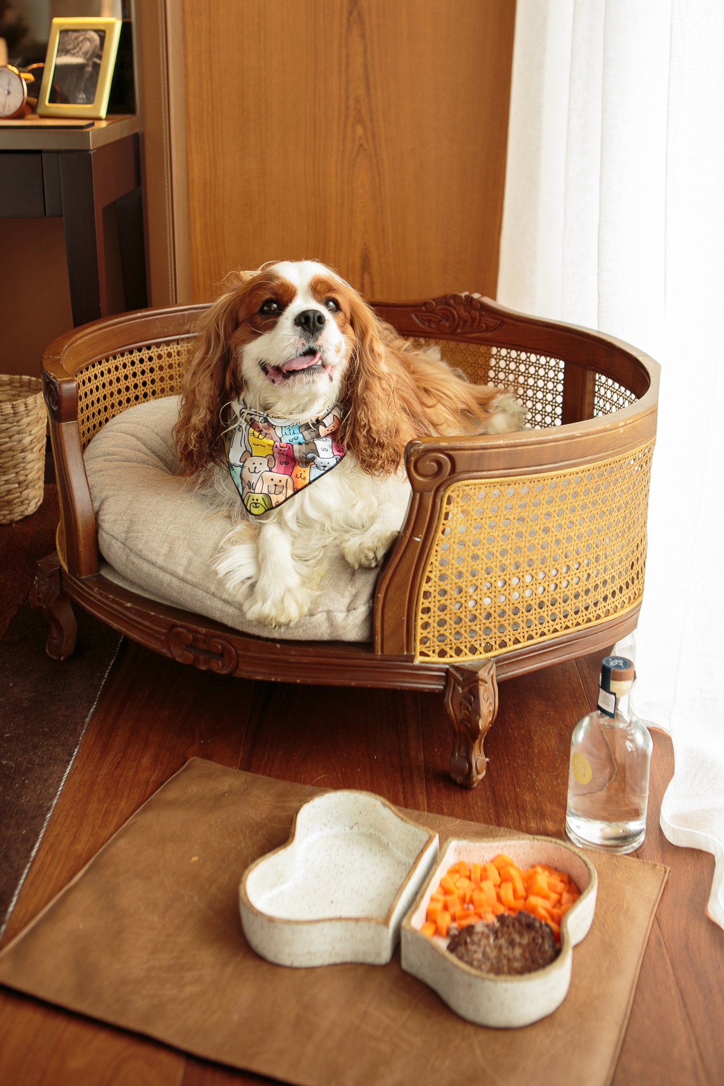 - petshow-rosewood-1655-kenjiN
