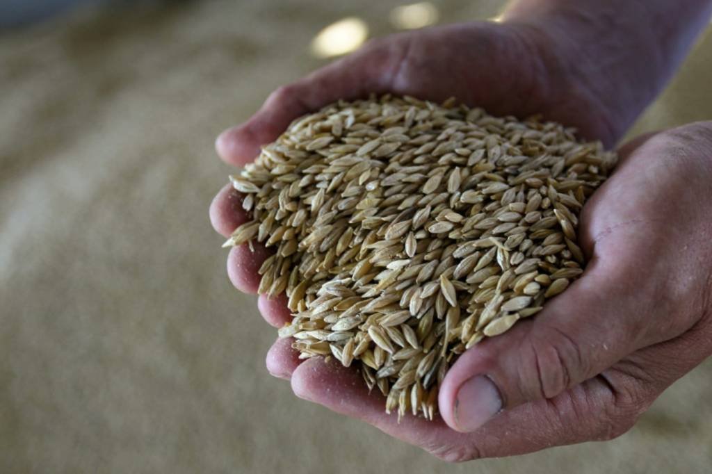 Ucrânia exportou mais de 20 mil toneladas de trigo por corredor humanitário, diz ministro