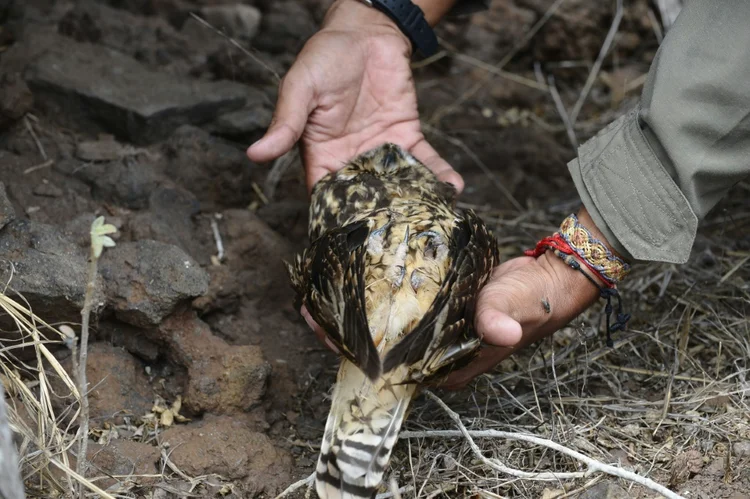Uma coruja morta, fotografada em 8 de dezembro de 2012 na Ilha Pinzón, no arquipélago equatoriano de Galápagos (AFP/AFP)