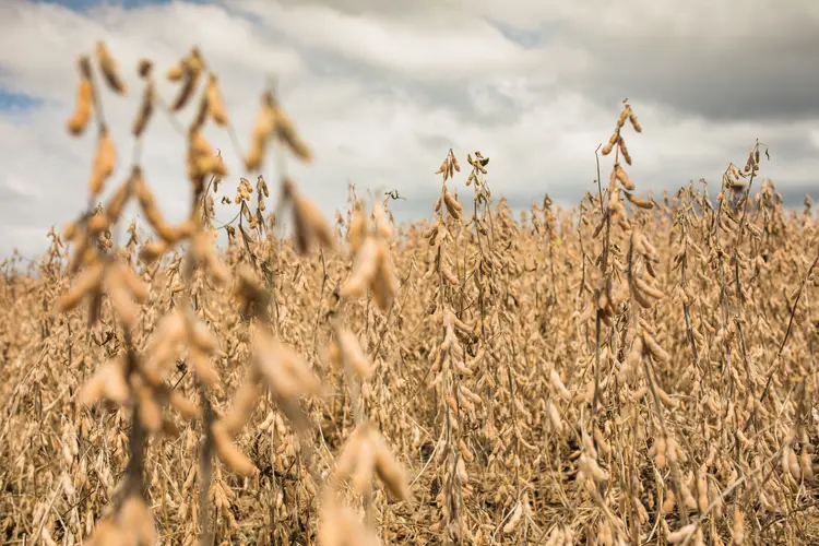 Agronegócio: soluções da Basf ajudar a proteger e elevar produção por hectare por todo o país