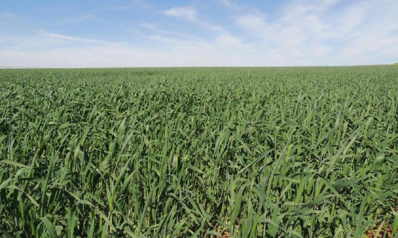 Lavoura de trigo irrigado no cerrado em MG