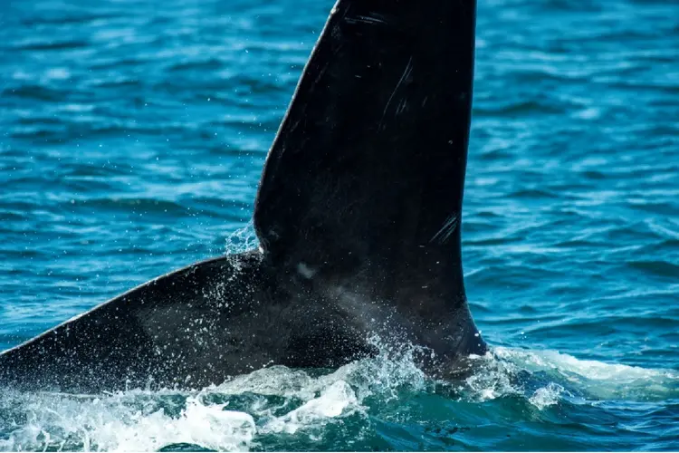 EUA: baleia-franca-do-atlântico-norte (Agence France-Presse/AFP)