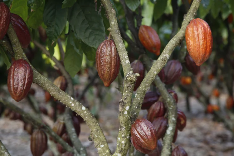 Plantação de cacau sustentável no estado do Espírito Santo / Divulgação: Nestlé