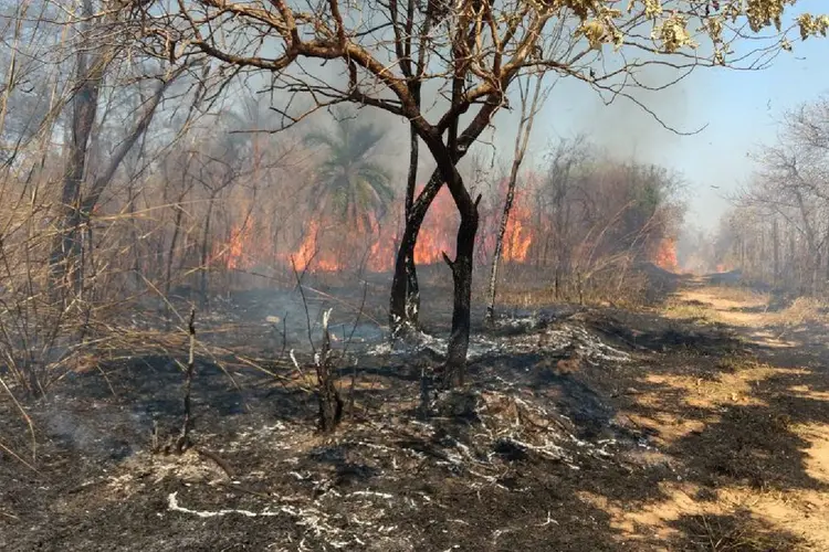 Incêndios Florestais: desastre ocorreu na região da Chapada Diamantina (Corpo de Bombeiros de Minas Gerais/Divulgação)