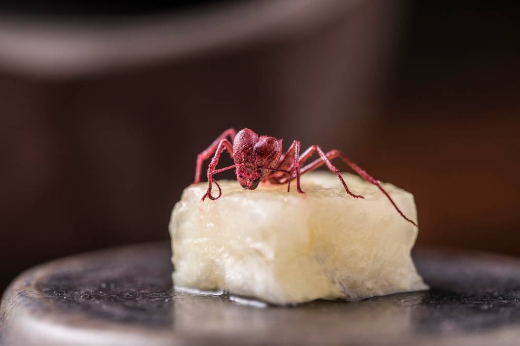 Formiga no drinque: conheça restaurantes que usam insetos no cardápio