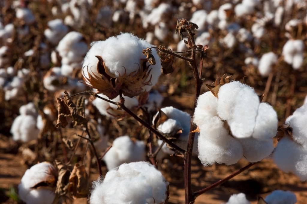 Safra 2024 terá produção maior de algodão, feijão, arroz e trigo, diz IBGE