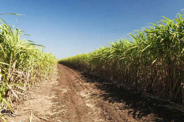 Cuba, Trinidad, Valle de los Ingenios, Sugar cane field. (Getty/Getty Images)