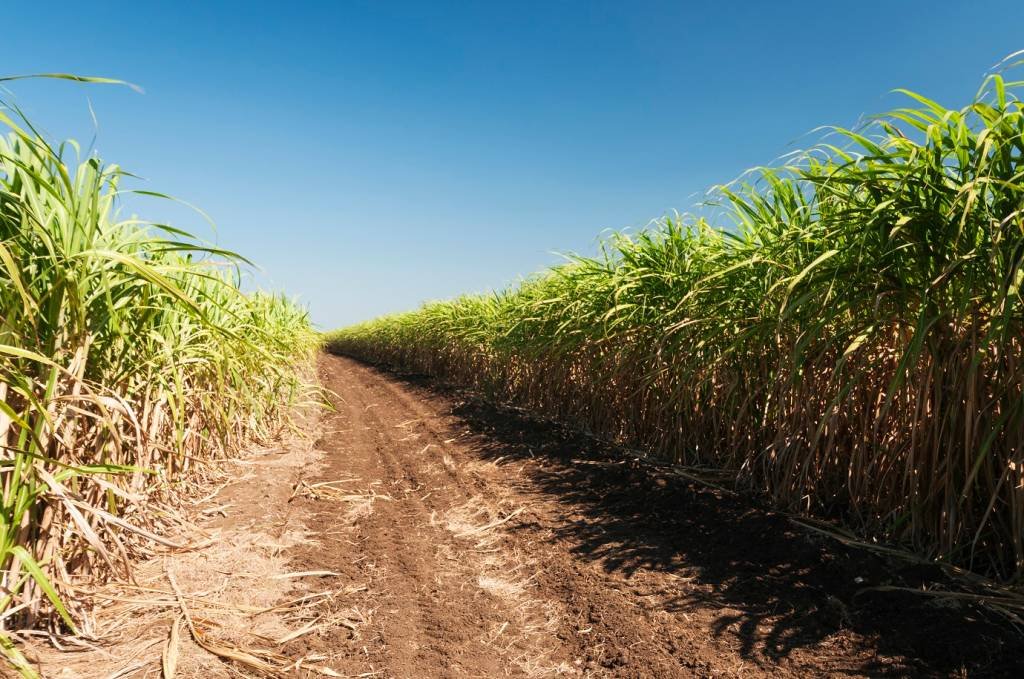 Preço do açúcar atinge nível mais alto em 13 anos por impacto de El Niño