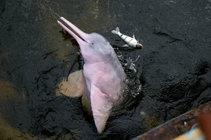 Imagem referente à matéria: Botos surgem mortos em afluente do Rio Solimões, no Amazonas