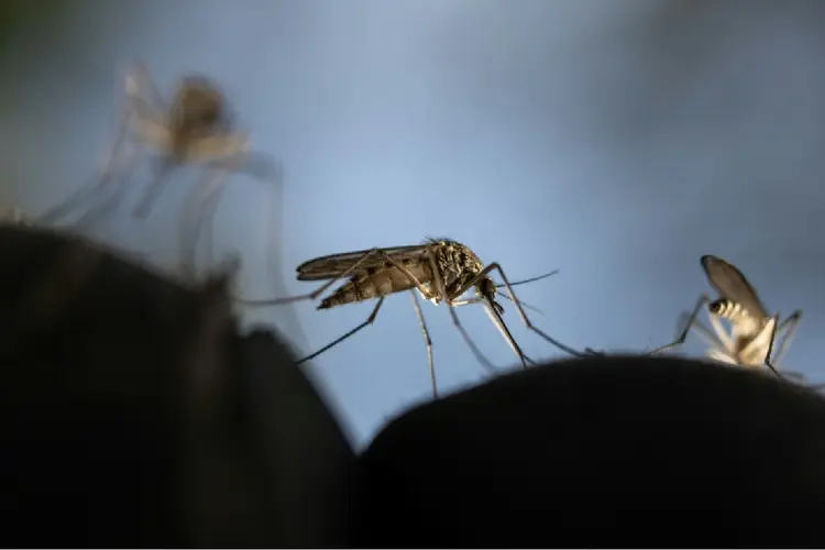 Malária: doença é causada por um parasita minúsculo do gênero Plasmodium (Agnès Pedrero/AFP)