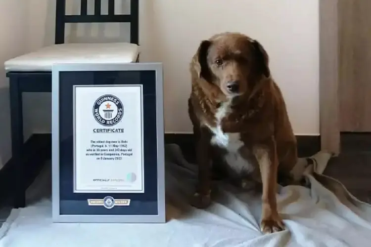 Bobi, cachorro foi reconhecido pelo Guinness Book como o mais velho do mundo (Guinness Book/Reprodução)