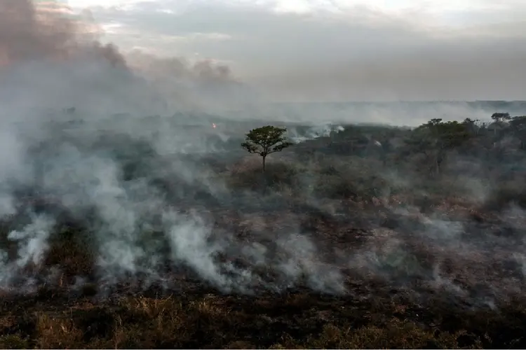 Desmatamento: as perdas continuam sendo "obstinadamente altas", quase idênticas às de 2019 e 2021 (Agence France-Presse/AFP)