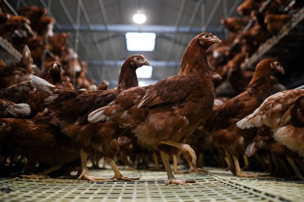 Agricultura confirma mais 5 casos de gripe aviária em aves silvestres; total sobe para 114