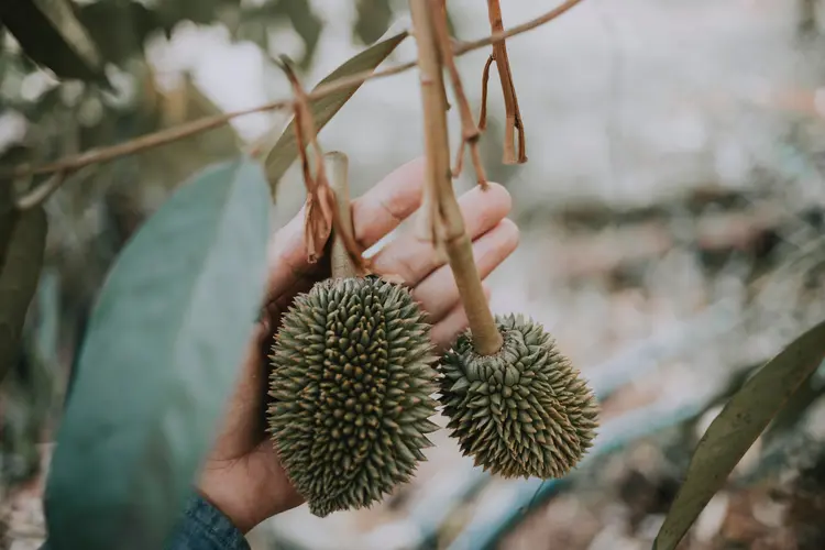 Durian: China importou um total de 825.000 toneladas da fruta ao longo do ano de 2022 (HONG SON/Pexels/Divulgação)