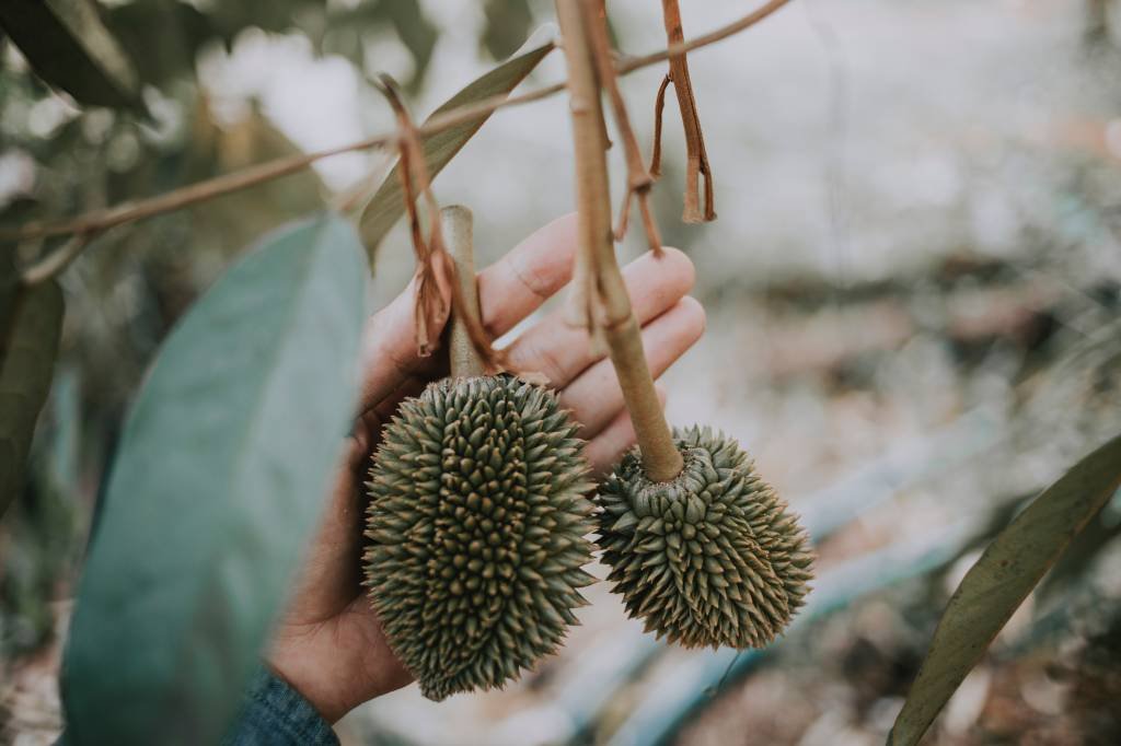 China domina importação mundial de Durian em 2022, revelam dados da OMC